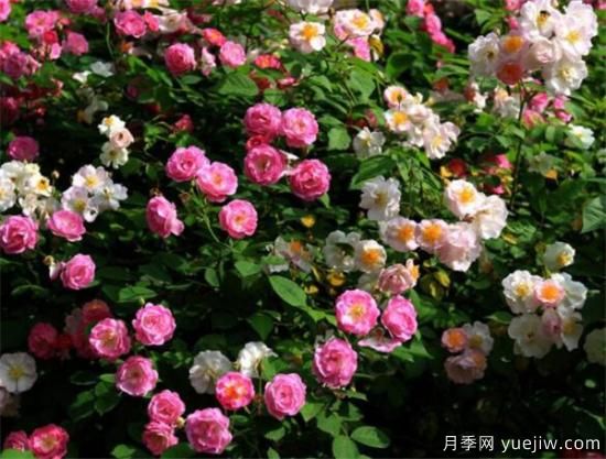 蔷薇花象征人什么品质图片