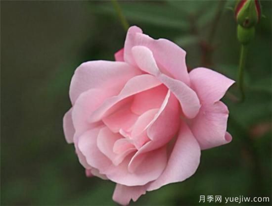 粉色月季花语图片