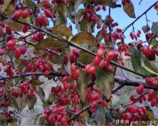山茱萸和吴茱萸的区别 山茱萸泡水喝的功效(图2)