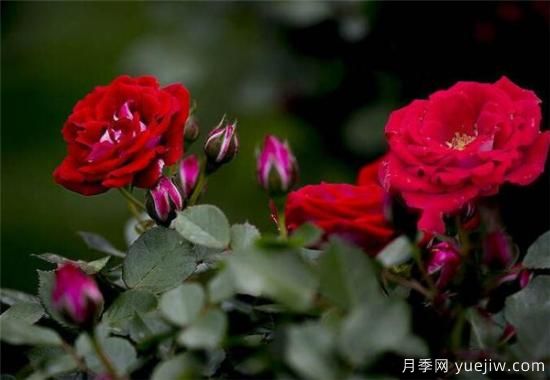 蔷薇树嫁接月季时间和方法 蔷薇枝嫁接月季技术要点(图3)