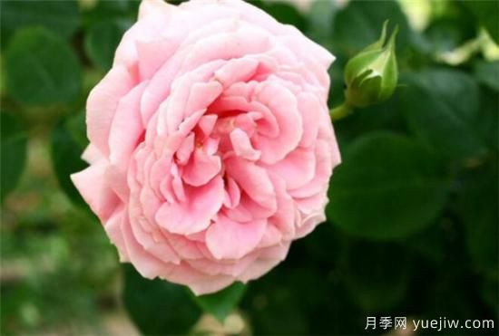 蔷薇树嫁接月季时间和方法 蔷薇枝嫁接月季技术要点(图2)