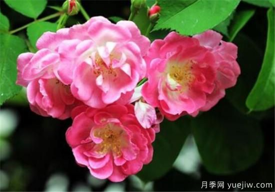 蔷薇树嫁接月季时间和方法 蔷薇枝嫁接月季技术要点(图1)