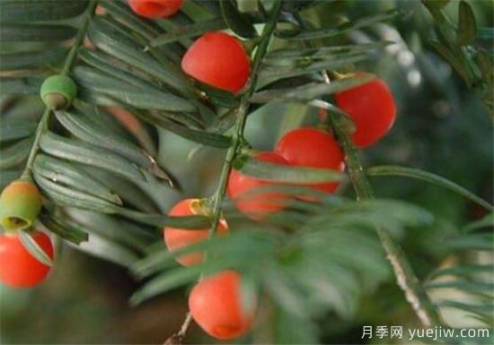 红豆杉近期价格表 10到15公分红豆杉近期报价(图2)