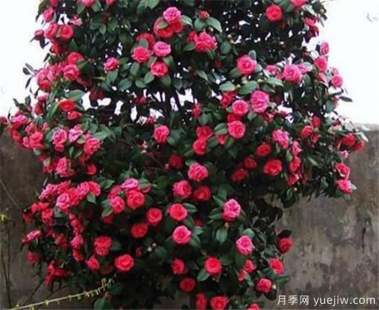 ***耐阴耐寒的十大花卉 耐寒的庭院树木有哪些(图3)