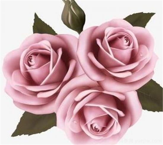 三朵花代表什么意思 三朵玫瑰花代表啥(图2)