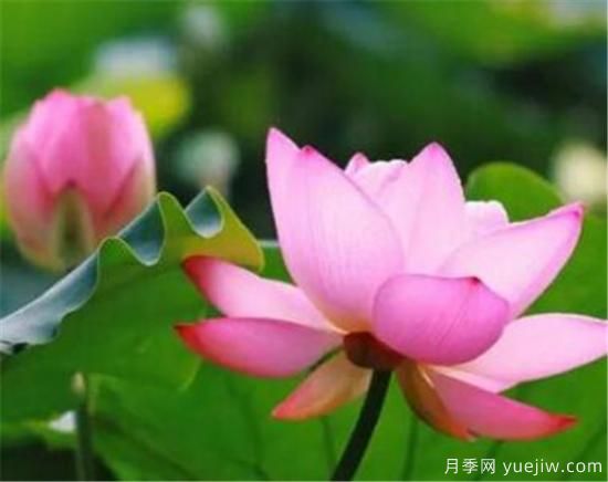 什么花代表着爱而不得 表示思念和爱的花(图1)