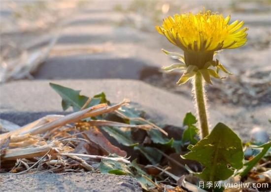 生命力顽强的植物有哪些 顽强又不起眼的植物(图2)