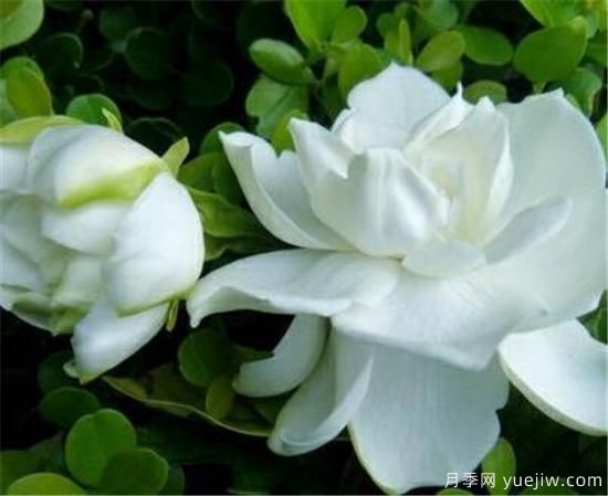 六月开什么花 十二月每月代表什么花(图2)