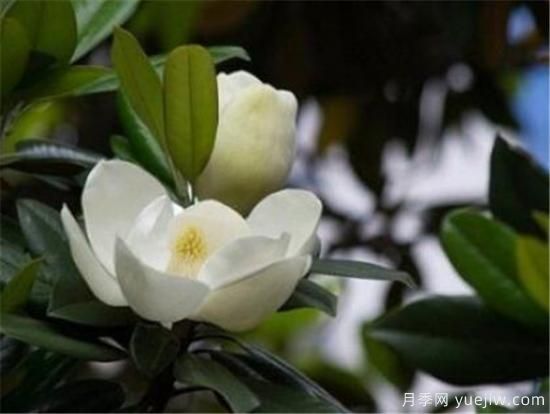 六月开什么花 十二月每月代表什么花(图1)