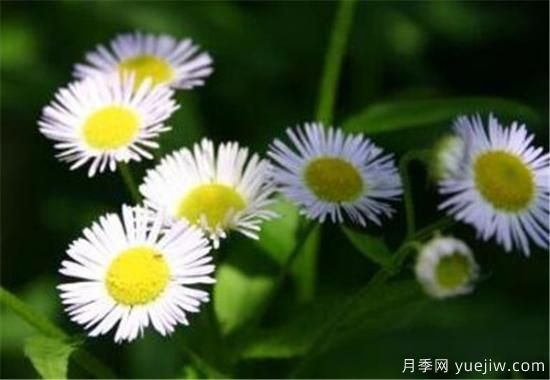 六月开什么花 十二月每月代表什么花(图3)