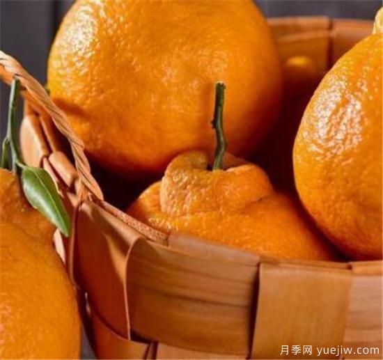 不知火是什么水果 不知火柑和耙耙柑区别(图2)