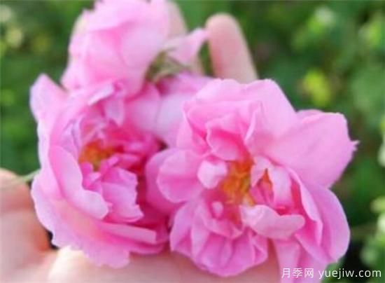 大马士革玫瑰和平阴玫瑰的区别 玫瑰精油能祛斑吗(图1) 大马士革玫瑰和平阴玫瑰的区别 玫瑰精油能祛斑吗(图1)