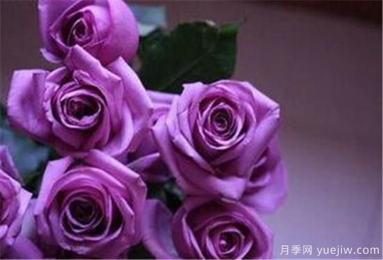 紫色玫瑰代表什么 紫玫瑰花期花语(图1)