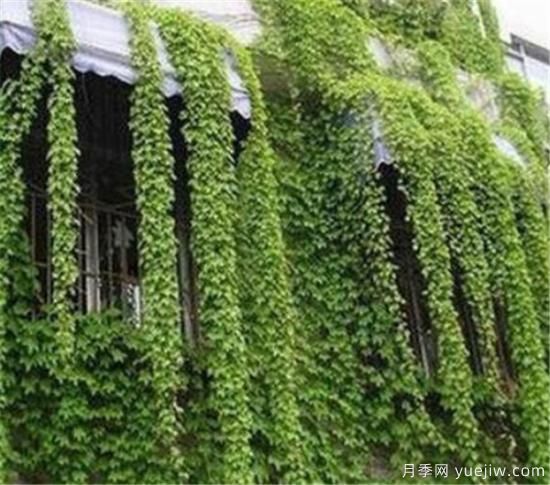 爬墙植物哪些***好养 养爬墙植物注意事项(图1)