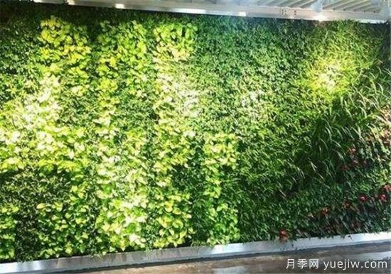 立体绿化和垂直绿化区别 立体绿化的作用有哪些(图1)