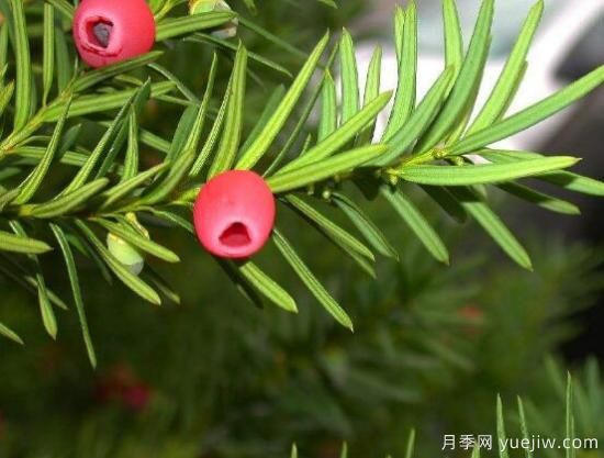 红豆杉的花语是什么，红豆杉代表着高雅、思念之情(图6)