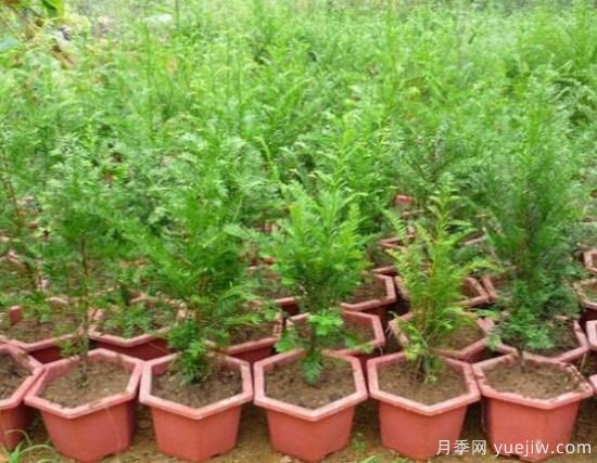 红豆杉施什么肥好，红豆杉施氮、磷、钾肥***好(图1)
