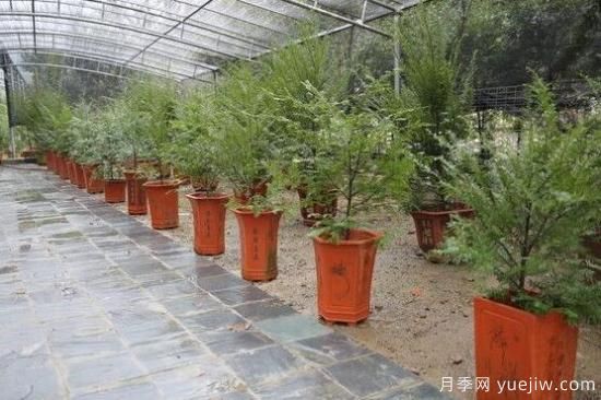红豆杉施什么肥好，红豆杉施氮、磷、钾肥***好(图7)