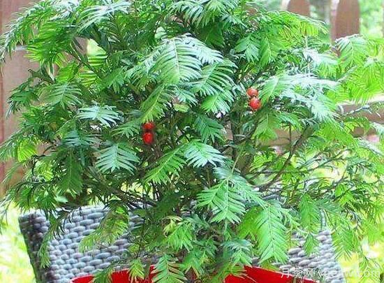红豆杉施什么肥好，红豆杉施氮、磷、钾肥***好(图5)