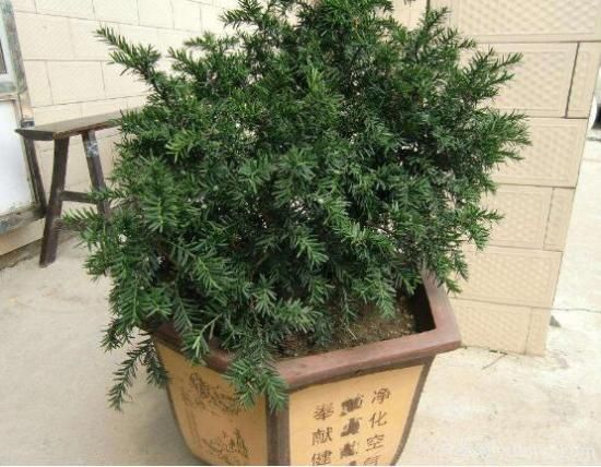 红豆杉施什么肥好，红豆杉施氮、磷、钾肥***好(图3)