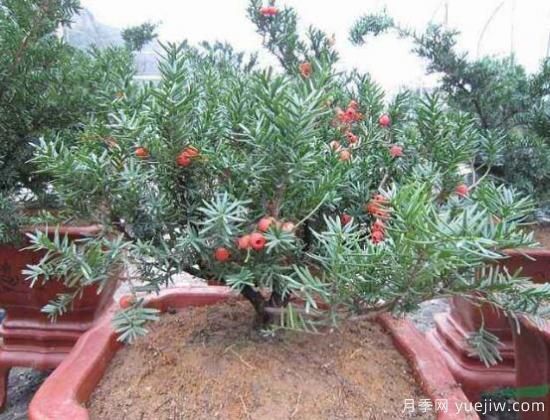 红豆杉施什么肥好，红豆杉施氮、磷、钾肥***好(图4)