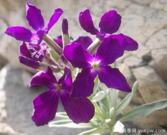 紫罗兰有哪些品种，紫罗兰品种大全(图2)
