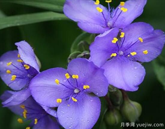 紫罗兰有哪些品种，紫罗兰品种大全(图7)