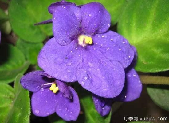 紫罗兰有哪些品种，紫罗兰品种大全(图6)