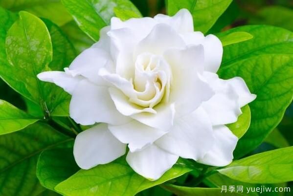 栀子花的花语，栀子花图片大全(图3)