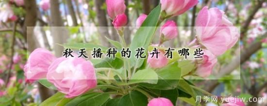 秋天播种的花卉有哪些(图1)