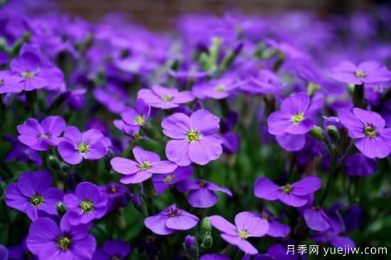紫色花的品种大全 紫色花有哪些品种(图1)