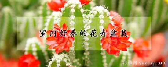 室内好养的花卉盆栽(图1)