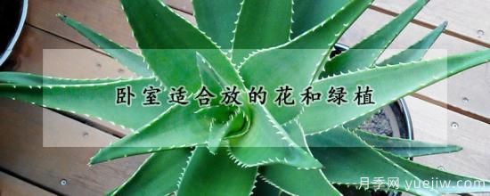 卧室适合放的花和绿植(图1)