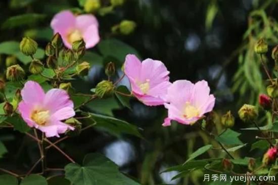 什么花***好养 家里***好养的花卉排名(图2)