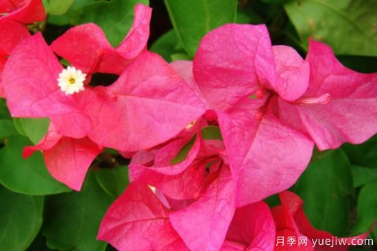 什么花***好养 家里***好养的花卉排名(图1)