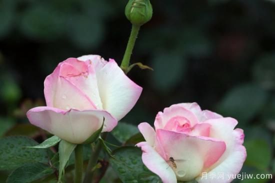 什么花***好养 家里***好养的花卉排名(图3)