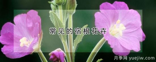 常见的宿根花卉(图1)