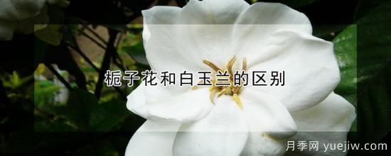 栀子花和白玉兰的区别(图1)