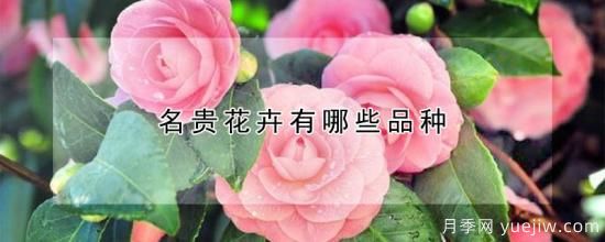 名贵花卉有哪些品种(图1)