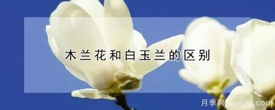 木兰花和白玉兰的区别(图1)