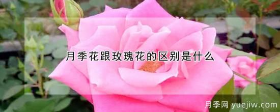 月季花跟玫瑰花的区别是什么(图1)