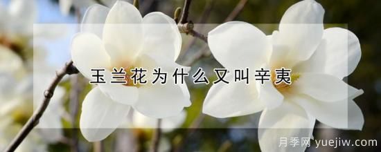 玉兰花为什么又叫辛夷(图1)