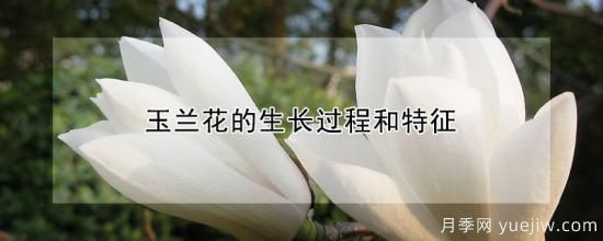 玉兰花的生长过程和特征(图1)