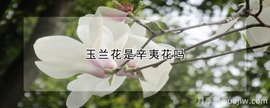 玉兰花是辛夷花吗(图1)