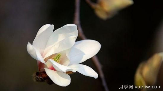 玉兰花是什么季节开的(图1)