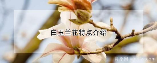 白玉兰花特点介绍(图1)