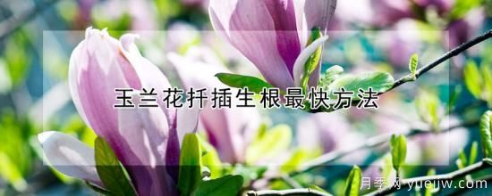 玉兰花扦插生根***快方法(图1)