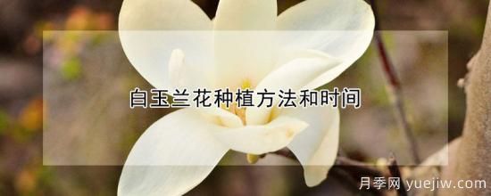 白玉兰花种植方法和时间(图1)