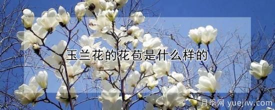 玉兰花的花苞是什么样的(图1)