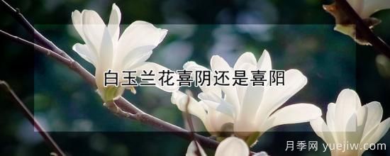 白玉兰花喜阴还是喜阳(图1)